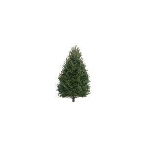 Balsam Fir Tree 5-6'