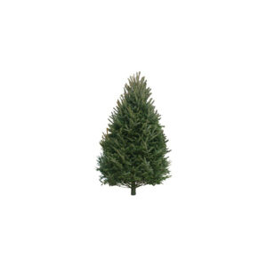Balsam Fir Tree 6-7'