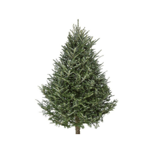 Fraser Fir Tree 8-9'