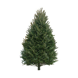 Balsam Fir Tree 9-10'