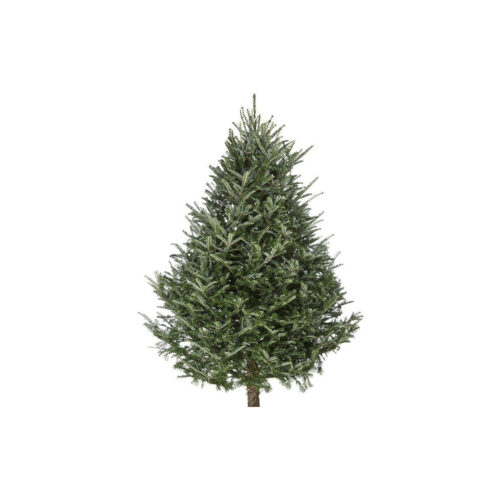 Fraser Fir Tree 7-8'