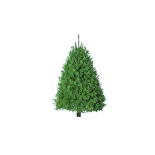White Pine Tree 5.5-7'