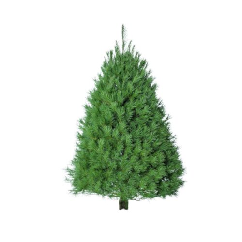 White Pine Tree 8-9'