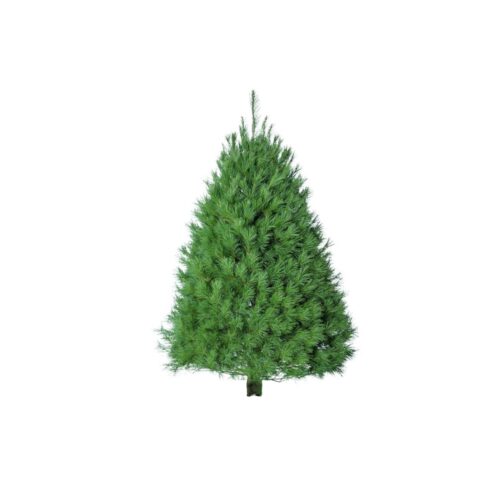 White Pine Tree 7-8'