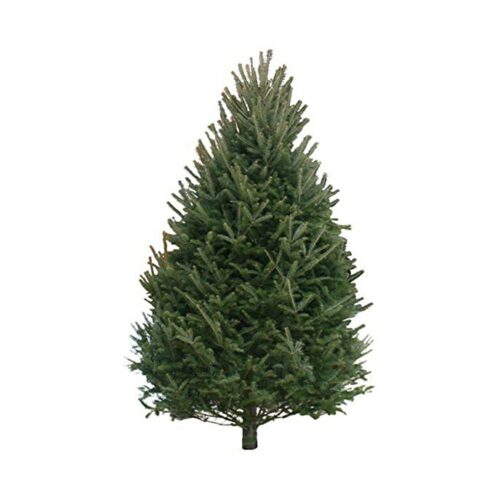 Balsam Fir Tree 10-12'